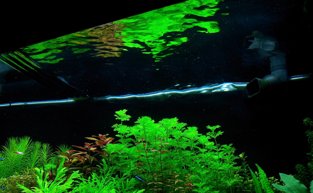 planted tank