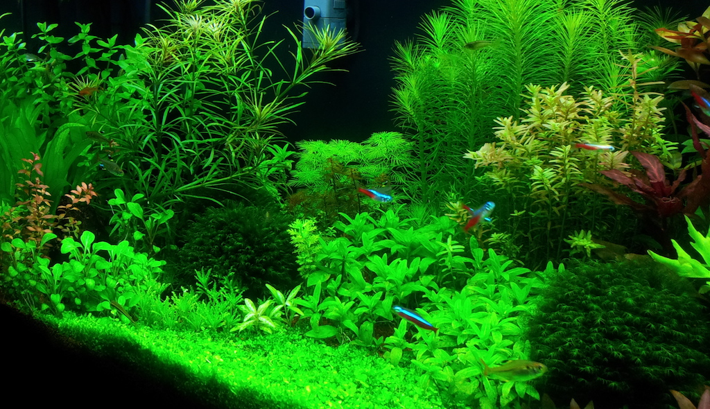 Planted aqurium